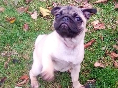 2 mâles et 1 femelle carlins inscrits au LOF. 1200 61800 Frnes