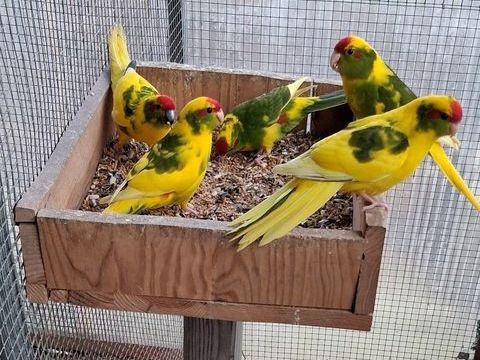 kakariki 50 31700 Cornebarrieu