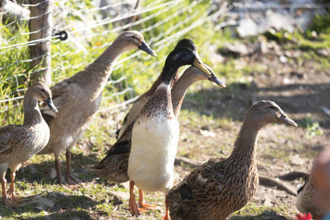 Canards coureurs indien, SUD des LANDES 20 40320 Geaune