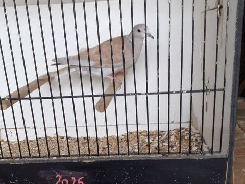 Exotiques bec droit : Tourterelles Rieuses 10 62530 Hersin-coupigny