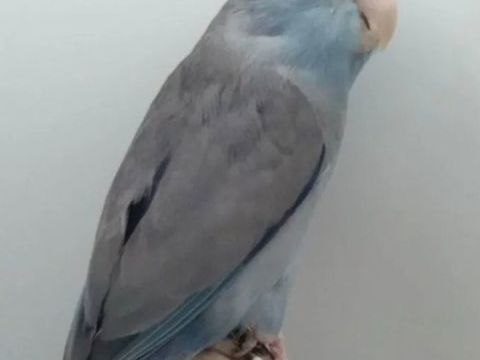 3 couples de Toui celeste reproducteurs 150 95420 Magny-en-vexin