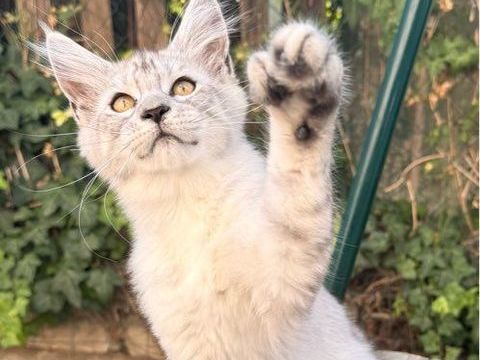 Chaton femelle Maine Coon LOOF polydactyle 1300 13400 Aubagne
