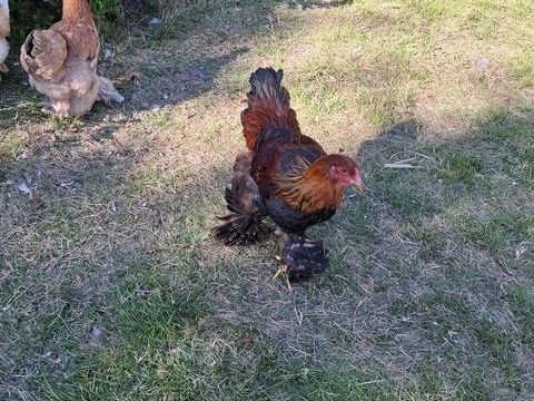 Jeune couple Brahma 35 33121 Carcans