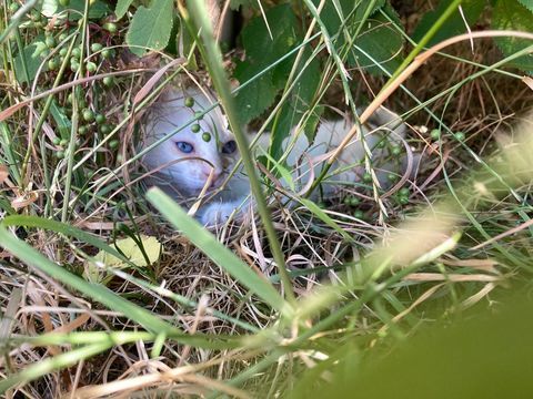 Donne chaton contre bons soins 0 63250 Celles-sur-durolle