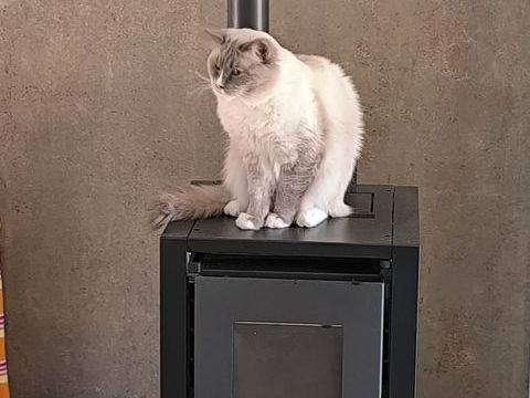 Ragdoll 1000 70300 Froideconche