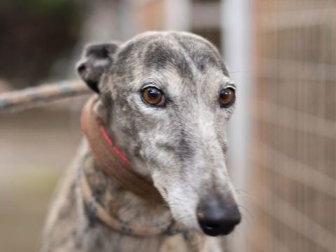 ARGENTINA 320 27620 Gasny