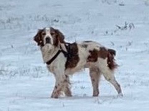 FRANCESCO, épagneul breton 11 ans - M (DON) 50 78000 Versailles