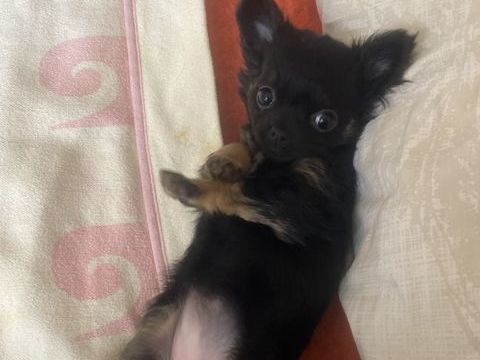 Magnifique bb femelle chihuahua 2 mois et demi noire 2500 06250 Mougins