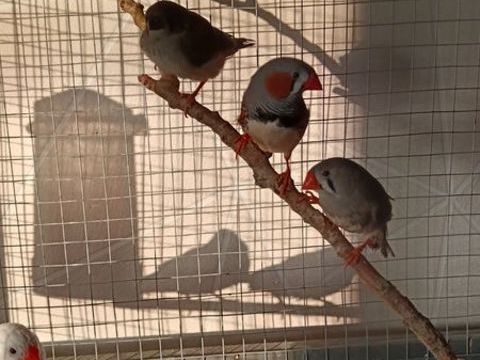 Oiseaux mandarins 5 27140 Gisors