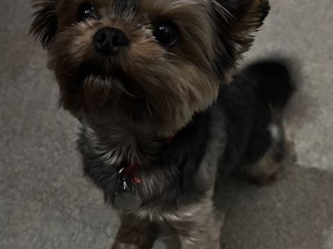 Femelle Yorkshire Noir et feu 0 78320 Le mesnil-saint-denis