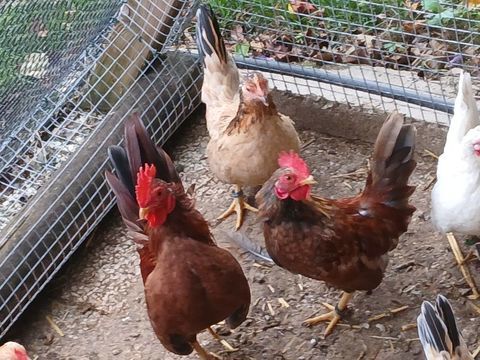 1 poule 2 coqs 30 26210 Moras-en-valloire