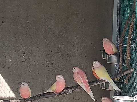 Perruches turquoisines et bourkes 40 72560 Changé