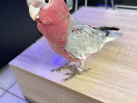 Perroquet rosalbin 1100 47400 Tonneins