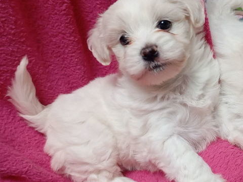 Adopter votre bichon maltais 0 33700 M�rignac