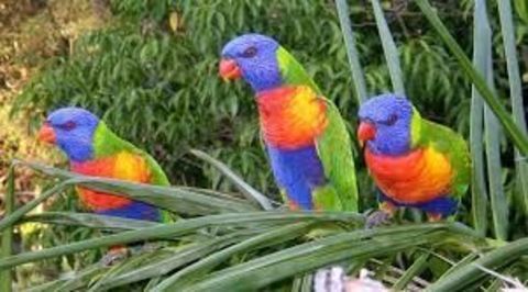 Perruche loriquet de swaisson 200 65700 Maubourguet