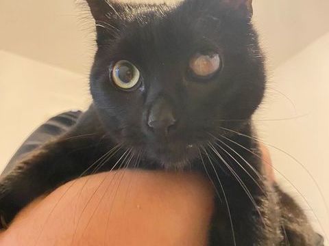 SEIYA, adorable chatte noire à adopter via l'association UMA (18100 Vierzon) DÉPARTEMENTS D'ADOPTION : - 44, 85 - 18, 03, 58 (60 km autour de Bessais-le-Fromental) - 49, 35, 56 selon le secteur NUMÉRO DE SIREN : 794786228 SEXE : Femelle DATE DE NAISSANCE 230 18100 Vierzon