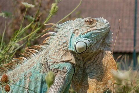 Iguane mâle 200 57400 Sarrebourg
