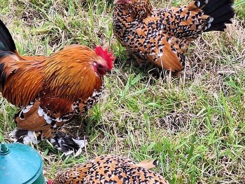 Couple poule sabelpoot 35 56190 Le guerno