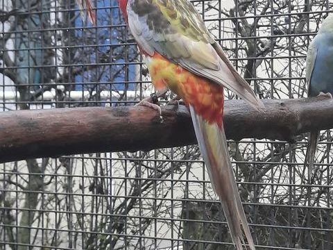 Femelle omnicolore opaline cinnamon ailes blanches 80 61000 Alen�on