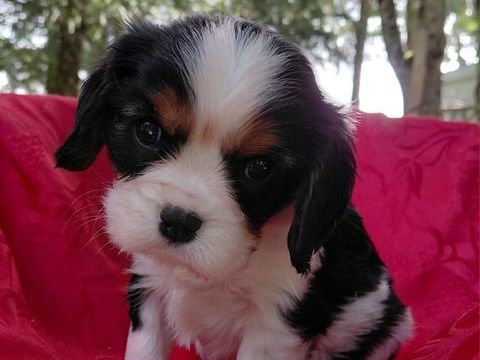 chiots Cavaliers King Charles LOF Prix 1500€ 1500 56800 Ploërmel