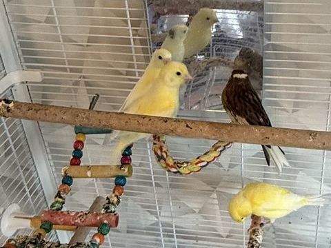 Canaris m&acirc;les 6 mois 30 59150 Wattrelos