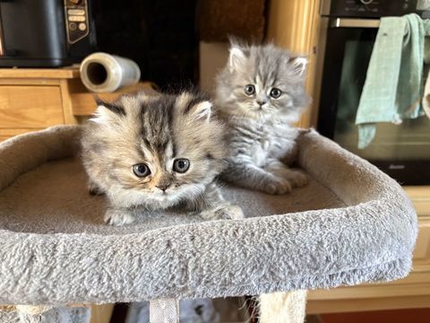 Chatons Persan LOOF 850 56700 Hennebont