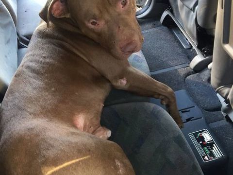 Denver, 4 ans, cherche  un  bon  foyer 160 27190 Sainte-marthe