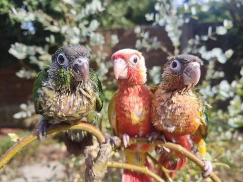 petit perroquet conure eam 260 59112 Annœullin
