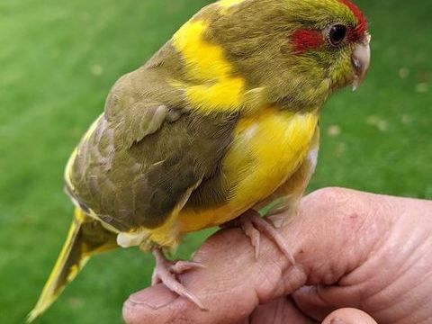 kakariki panach&eacute; 30 56000 Vannes