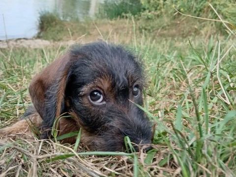 Chiots teckels poil dur 700 21140 Semur-en-auxois