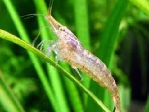 Crevettes Aquarium Neocaridina Blue Jelly 2 34290 Valros