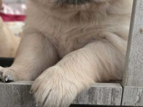 Jolis golden retriever 1200 30320 Saint-gervasy