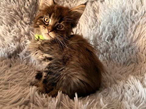 Chatons Maine Coon mâles de lignée shaded 1400 13400 Aubagne