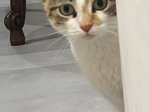 Kiara, Chatte tricolore 2 ans 150 62149 Annequin
