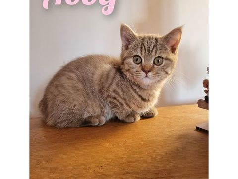 Femelle british shorthair 1100 59230 Saint-amand-les-eaux