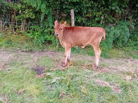 Velles 4 mois 350 58140 Brassy