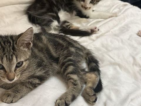 3 adorables chatons angora turc / short hair ? 300 92700 Colombes
