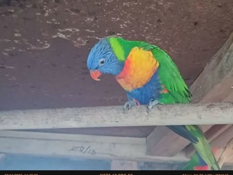 Loriquet de Swainson (Trichoglossus moluccanus) 200 89300 Joigny