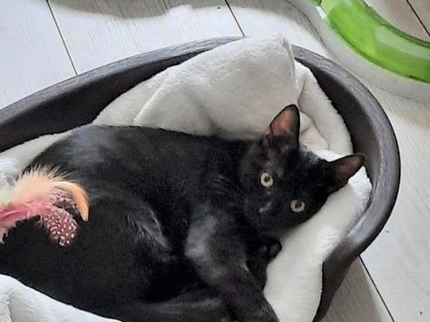 CAMILLE LOU à l'adoption 290 92290 Chtenay-malabry