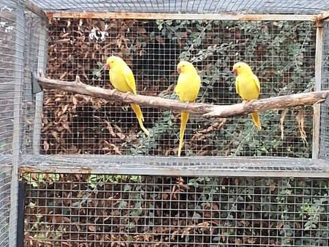 perruches &agrave; collier 60 26600 Larnage