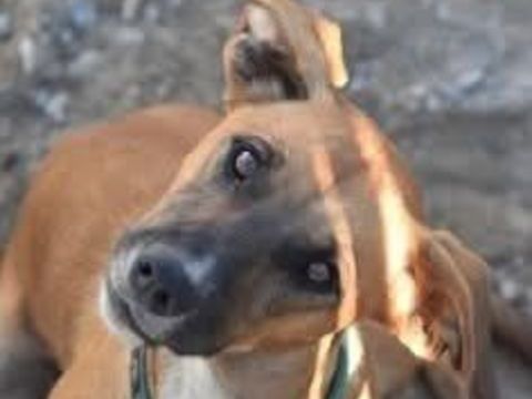 RAGNA 300 27620 Gasny