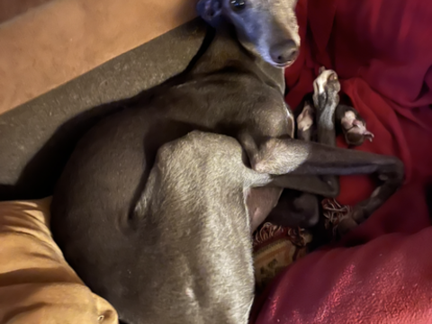 Chienne whippet perdue 0 37270 Montlouis-sur-loire