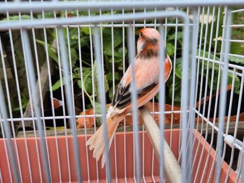 canari arlequin portugais 30 44000 Nantes
