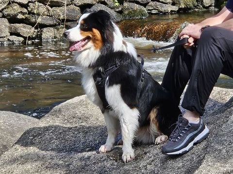 SAILLIE BERGER AUSTRALIEN 800 49140 Seiches-sur-le-loir