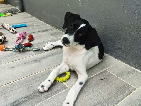 Oma&iuml;a, femelle, x border collie, n&eacute;e le 20/10/2025 300 68000 Colmar