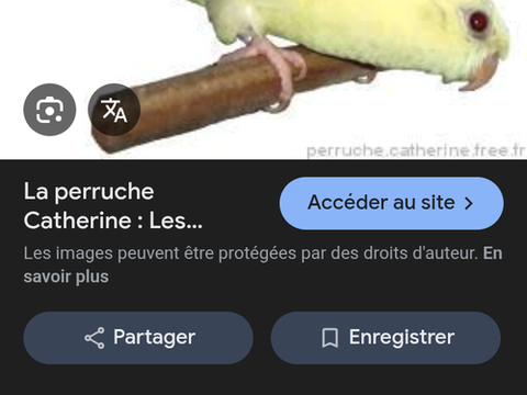 Perruche Catherine perruche calopsitte 40 46110 Cavagnac