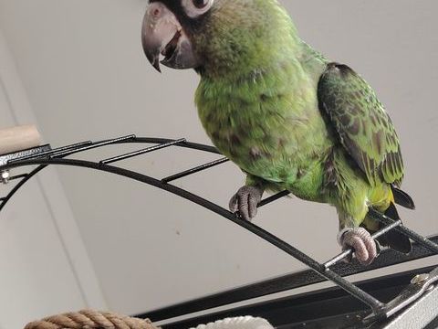 Perroquet de jardines 1500 62800 Li�vin