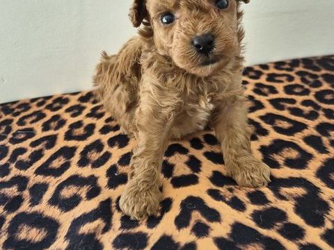 &Agrave; r&eacute;serv&eacute; Chiots caniches toys fauve rouge 3000 86430 Luchapt