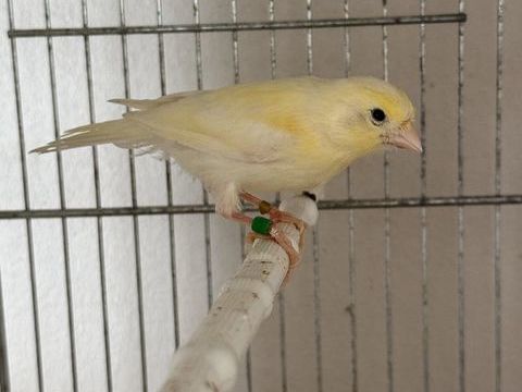 2 Canari jaune 30 93330 Neuilly-sur-marne