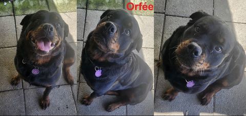 Chiots Rottweiler a réserver 970 79600 Airvault